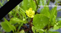 Samedi 25 octobre, Rémi, un jeune bénévole botaniste de Nature Midi- Pyrénées, association affiliée à France Nature Environnement, est décédé en  marge de la mobilisation citoyenne pour lutter contre le […]